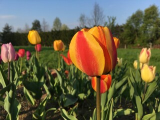 Tulipany, tulipan.