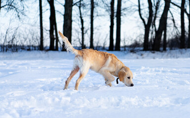 Cute dog walking in winter on dark trees background