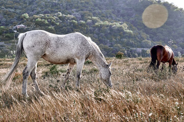 Naklejka na ściany i meble White and brown horses graze in a pasture with dry grass. Two young mares are walking across the field towards the sunset in mountain landscape.