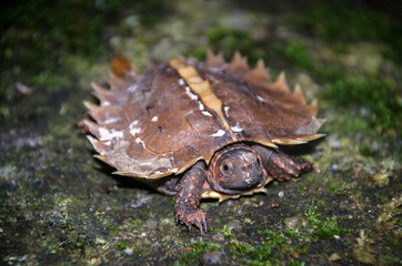 Spiny turtle (Heosemys spinosa)  on the rock with green moss.