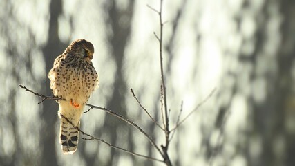 sokół pustułka siedzący na gałęzi