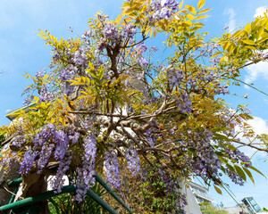 Wisteria Wistaria flowering in a garden