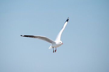 Seagull flying in the sky at Bang Pu Recreation Center Thailand.