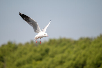 Seagull flying in the sky at Bang Pu Recreation Center Thailand.