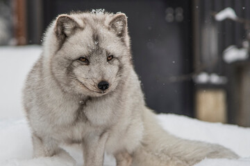 portrait of a tiny wolf