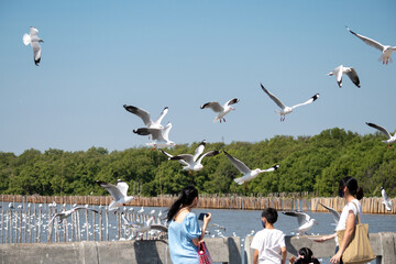 Samut Prakan, Thailand - January 25, 2021: Tourists feeding group of seagull fly over at Bang Pu seaside recreation center, Thailand.