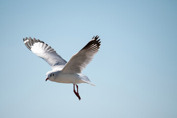 Seagull flying in the sky at Bang Pu Recreation Center Thailand.