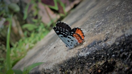 Fototapeta na wymiar butterfly on the ground.