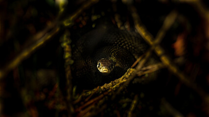 schowany zaskroniec  oświetlony promieniami słońca © Dawid