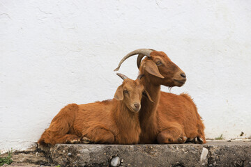 Mother goat resting with her baby.