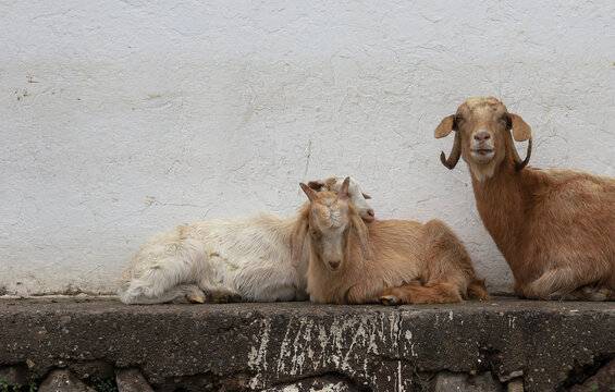 goats resting in the shade