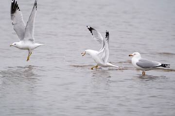 Seagulls getting territorial and chasing off rival males in breeding season down at the lake on overcast day
