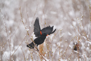 Male Red winged blackbird coping with early spring snow  and calling for a mate on an overcast snowy day