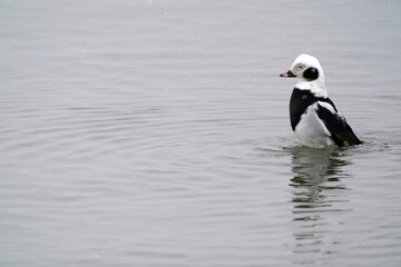 Long Tailed drake in early spring snow in lake on overcast day