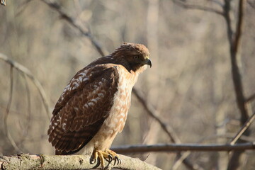 Red Tailed Hawk
