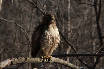 Red Tailed Hawk