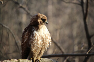 Red Tailed Hawk