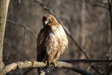 Red Tailed Hawk