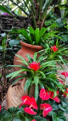 Flowers in the garden