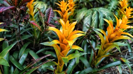 Flowers in the garden