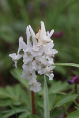 Small colorful flowers that bloom in the spring. Spring forest on a sunny day