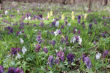 Obraz premium Small colorful flowers that bloom in the spring. Spring forest on a sunny day