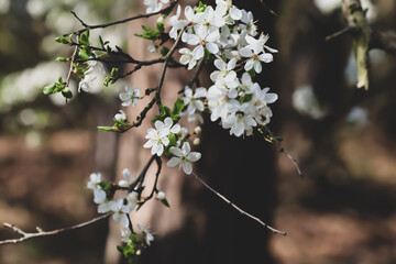 Kwitnące wiosenne drzewo Blooming spring tree  © Magical moments