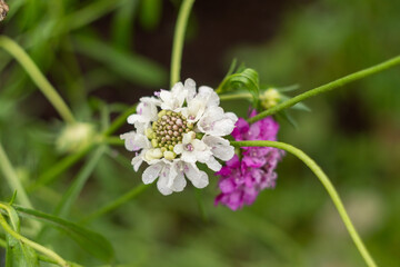 White and pink scabiosa flowers in the garden. Shallow depth of field