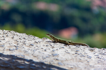 Naklejka na ściany i meble Small lizard lounging in the sun on the stone wall.