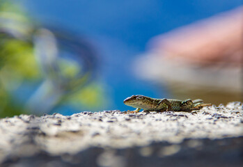 Small lizard lounging in the sun on the stone wall.