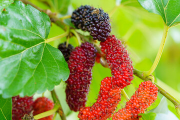 Fresh organic mulberries green, yellow, red unripe and black ripe berry on fruit tree mulberries...