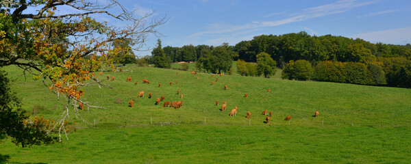 Panoramique paysage verdoyant de la Creuse et ses vaches aux environs de Crozant (23160), département de la Creuse en région Nouvelle-Aquitaine, France.