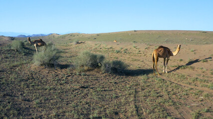 Camels grazing grass at Al Hajar Mountains in Oman