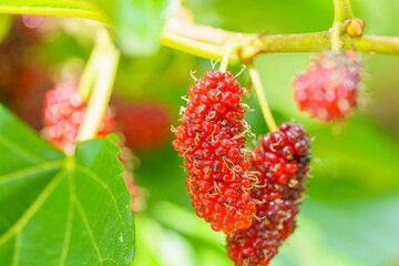 Fresh organic mulberries green, yellow, red unripe and black ripe berry on fruit tree mulberries branch and green leaves. Healthy food it has a sweet and sour taste that can be used to make a smoothie