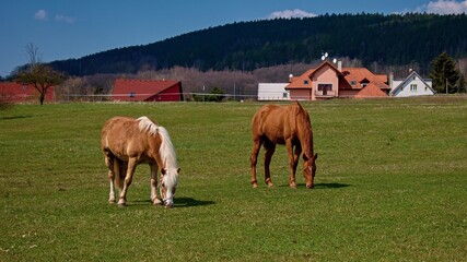 Fototapeta na wymiar Horses in the paddock of Karlovy Vary