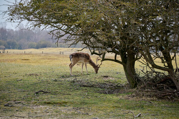 A deer grazing under a tree in spring