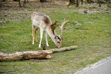 Naklejka na ściany i meble Beautiful deer with large antlers in the wooded area of ​​the dunes