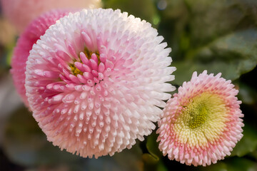 Nahaufnahme von zwei Blüten einer Bellis perennis (Gänseblümchen) © Wolfgang Knoll
