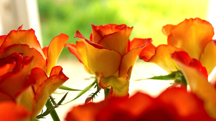 Beautiful spring roses , in bright sunlight