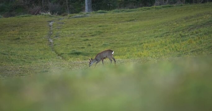 roe deer in a green meadow eats grass and looks around. Concept of wild animals in nature.