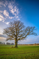 Fototapeta na wymiar ein Baum auf einer Wiese im Hintergrund ein blauer Himmel 