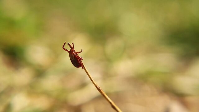 female tick  on the grass is waiting for an animal as a host, such as a turtle, hedgehog, dog, cat or snake.
parasites, ticks
wildlife vet, wild nature.
veterinary medicine.
animals diseases, parasite
