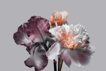 Peony and iris on a gray background, flower arrangement.