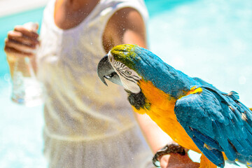 Domingo der Papagei © Gbor