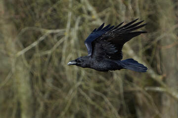 Common raven (Corvus corax)
