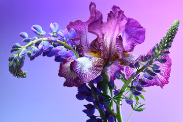 Purple iris and purple lupine on a purple background.