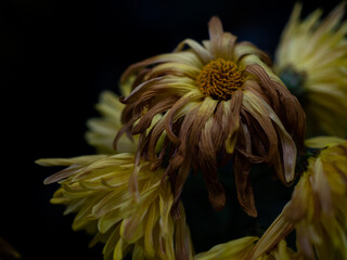 yellow withered chrysanthemums in a vase standing by the window