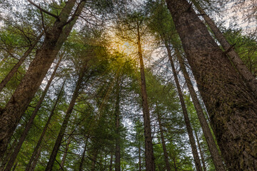 Sunlight streaming through trees inside deep forest. Green theme