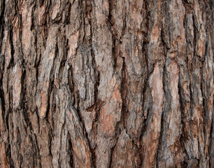 Closeup view of wooden crust on tree