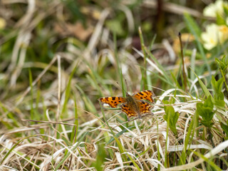 Comma Butterfly Resting in a Meadow